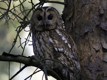 TAWNY OWL