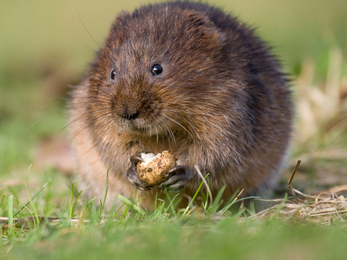 Water vole