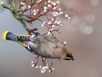 Wax Wing