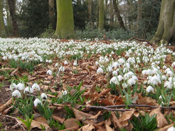 Snowdrops