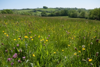 Lowland meadow and pasture