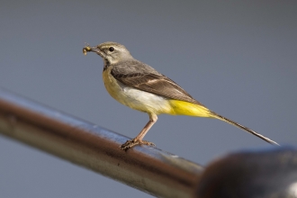 Grey wagtail