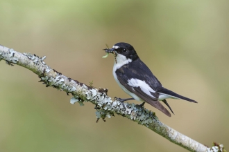 Pied flycatcher male