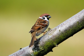 Tree sparrow