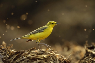 Yellow wagtail