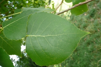 Hybrid Black Poplar
