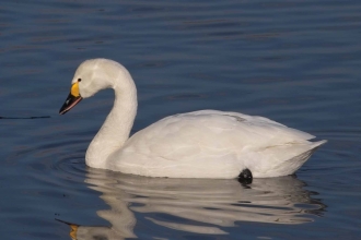 Bewick's Swan