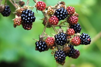 Bramble (blackberries)