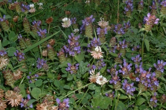 Selfheal