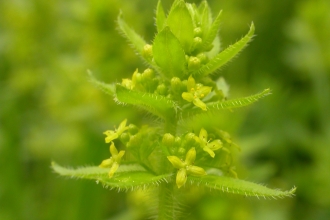 Crosswort