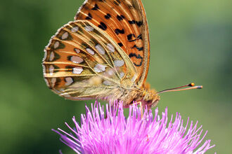 Dark Green Fritillary