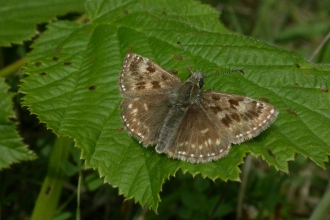 Dingy Skipper butterfly