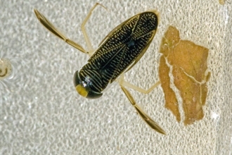 Lesser Water Boatman