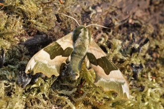 Lime Hawk-moth