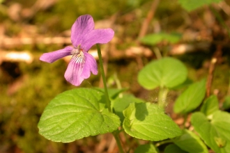 Marsh Violet