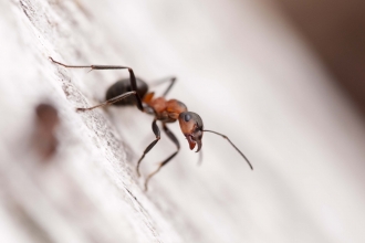 Southern Wood Ant