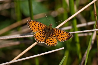 Small Pearl-bordered Fritillary butterfly