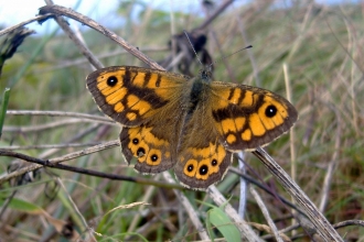 Wall Brown