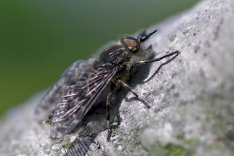 Notch-horned Cleg-fly