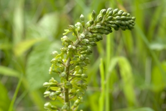 Common Twayblade