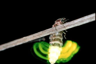 Glow-worm