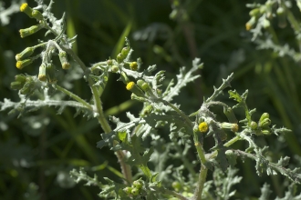 Groundsel