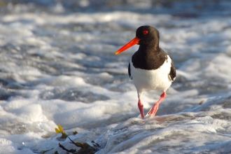 Oystercatcher