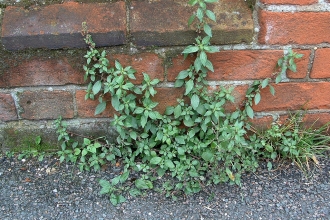 Pellitory-of-the-wall