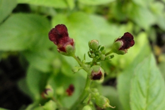 Water Figwort