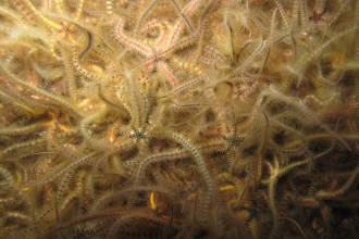 Common Brittlestars