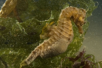 Short-snouted seahorse