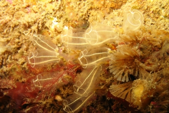 Lightbulb sea squirt