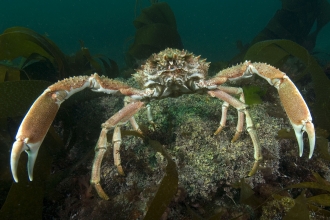 Spiny spider crab