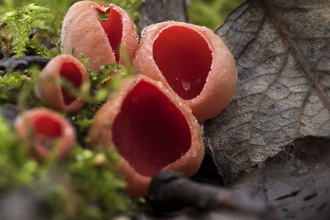 Red elf cup fungus growing among moss and dead leaves, the Wildlife Trusts