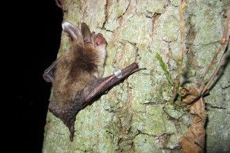 Bechstein's bat