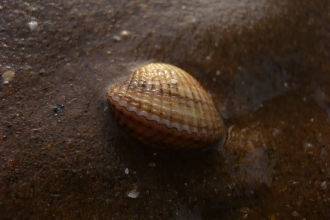 Cockle