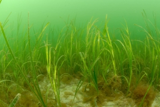 Seagrass bed