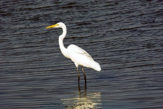 Great white egret