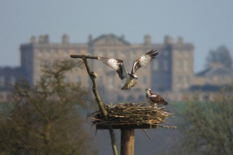 Manton Bay ospreys (c) John Wright