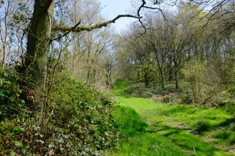 Launde Big Wood (c) Andy Neilson