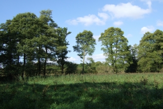 Narborough Bog (c) LRWT