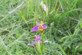 Wasp Orchid (c) Andy Neilson