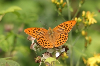 Silver-washed fritillary (c) John Statham