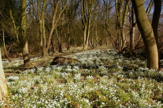 Snowdrops (C) David Oaks