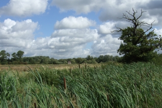 Wanlip Meadows (C) LRWT