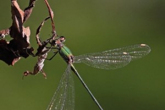 Willow Emerald Damselfly (c) Tony Clarke