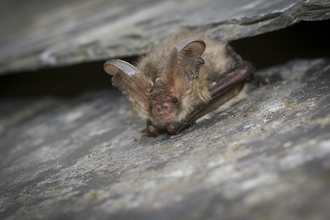 Brown Long Eared Bat