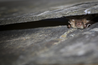 Bat