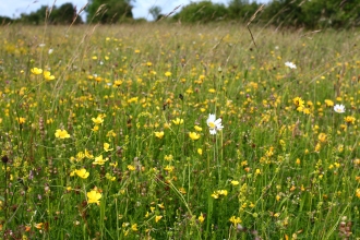 Merry's Meadow