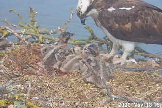 Maya and the four chicks at Manton Bay